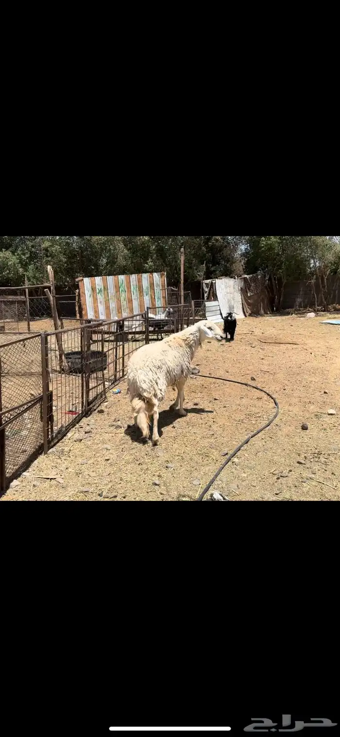 فحل حري مشروطه 1