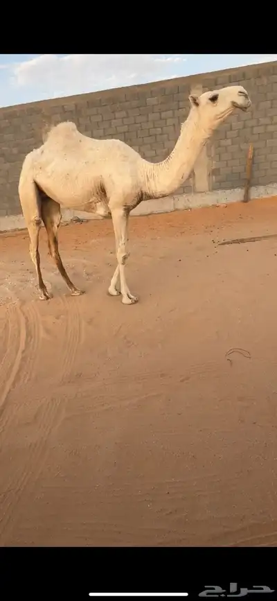 بكرة وضحى طيبه 1