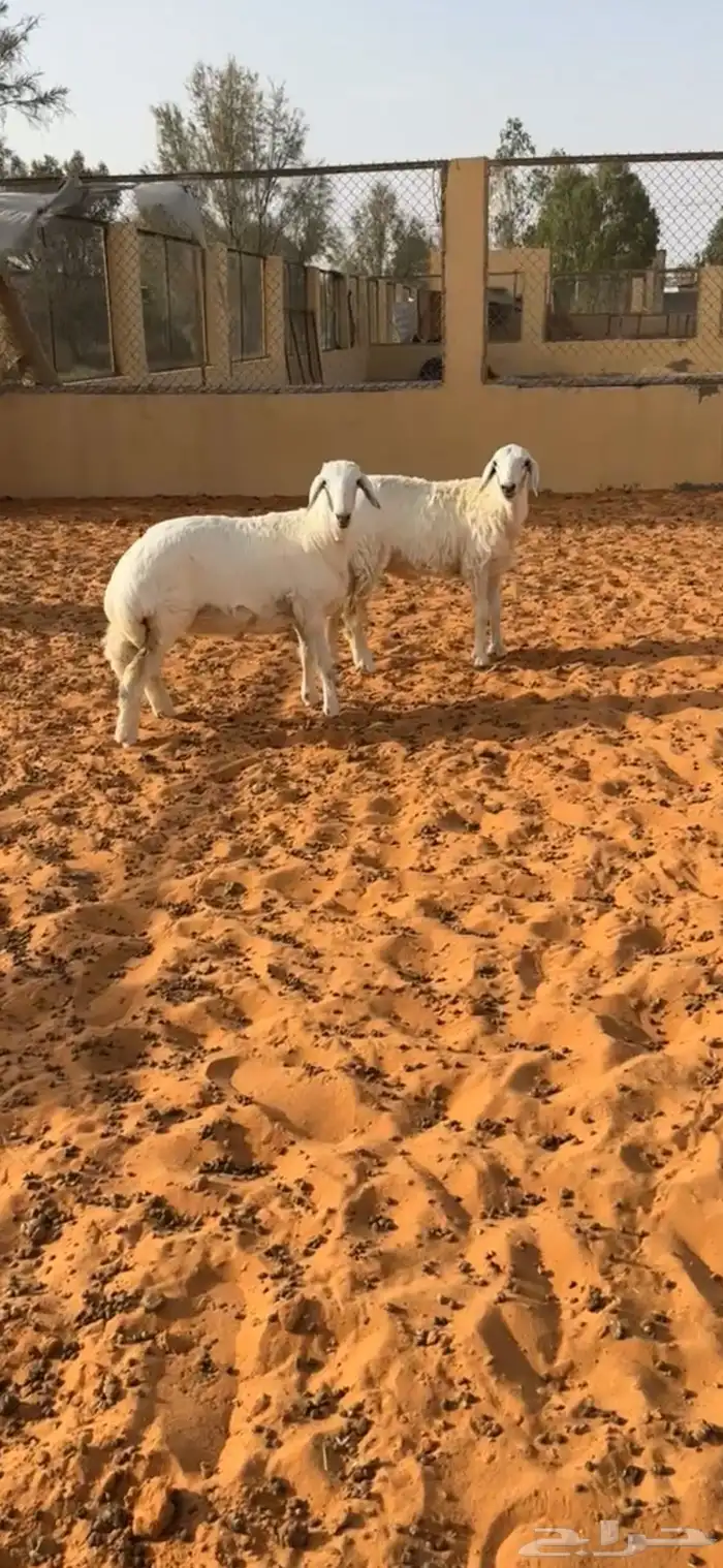 رخال حريه(تم البيع) 2