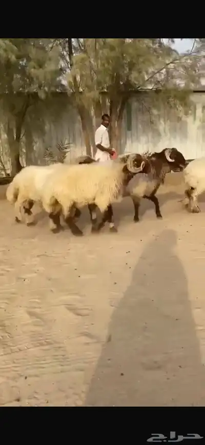 فحول نعيم صنف للبيع 3
