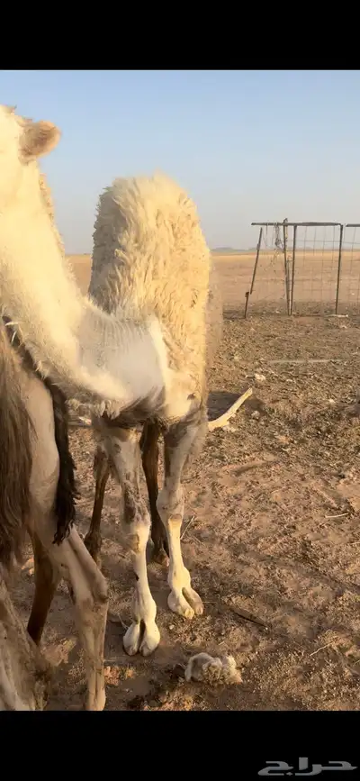 قعدان 3