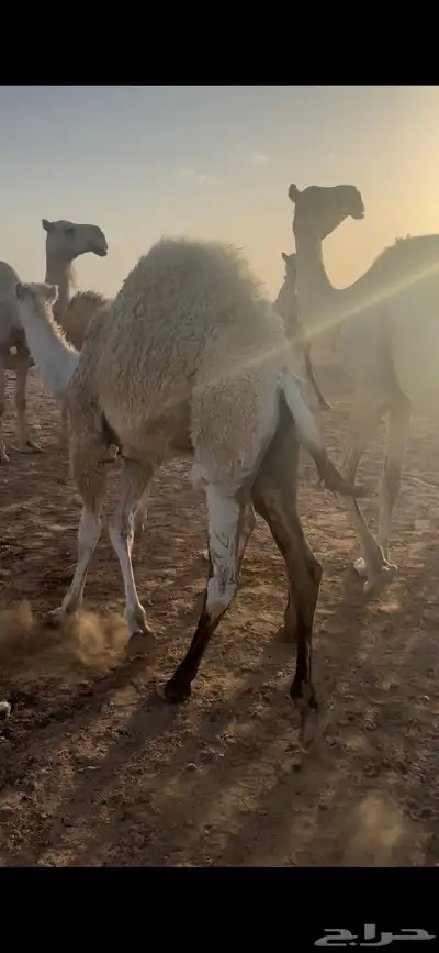 قعدان 1