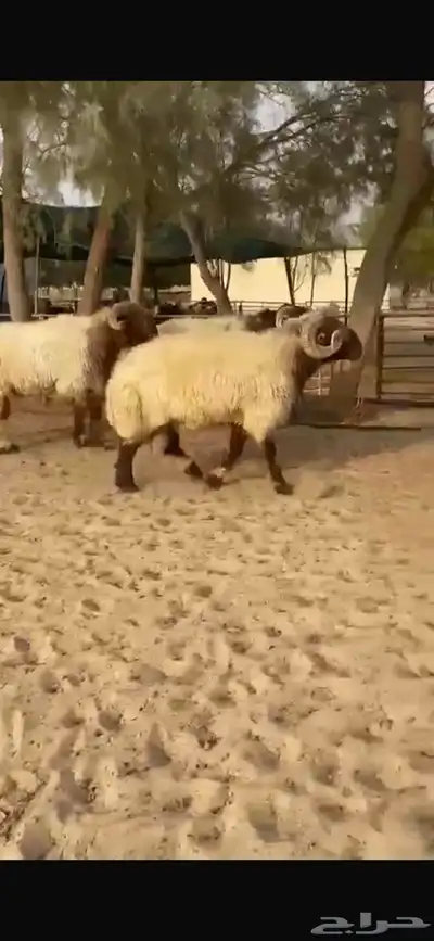 فحول نعيم صنف للبيع 5
