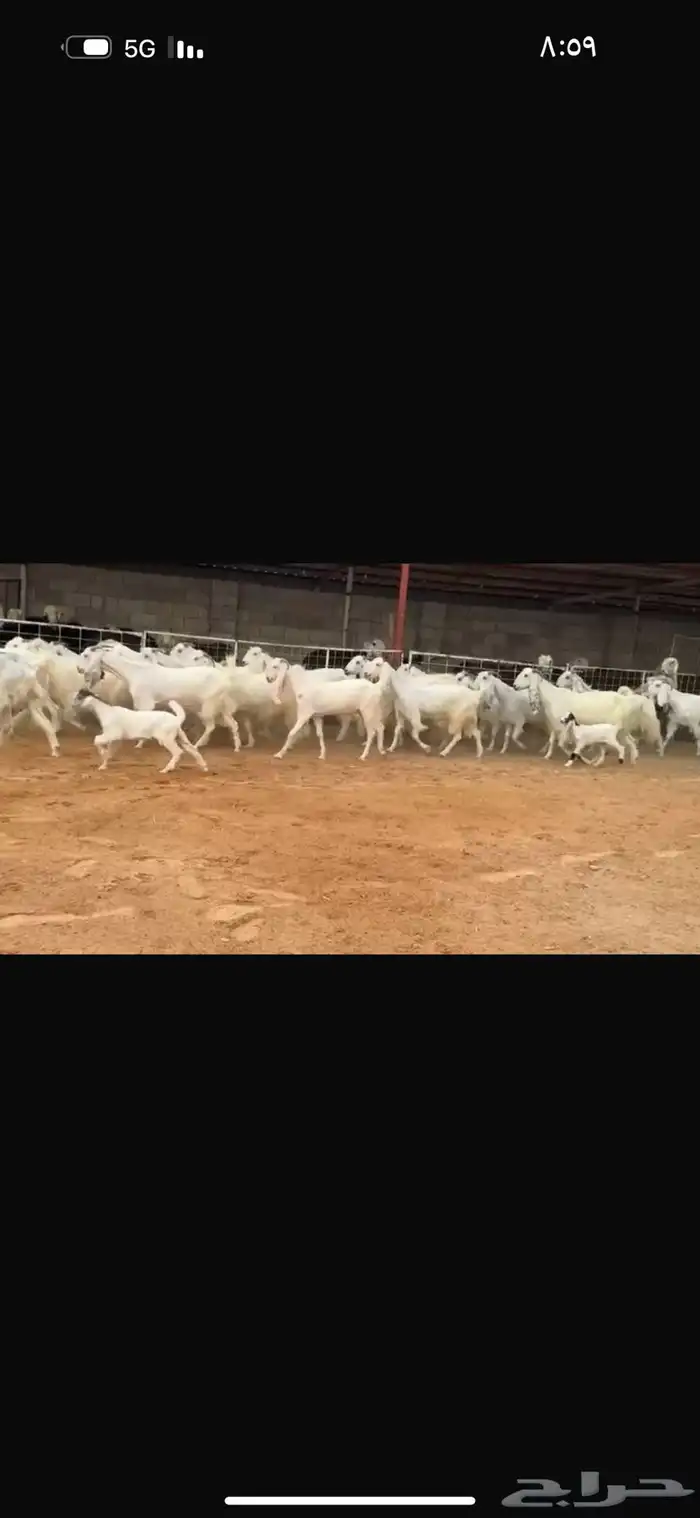 عرض بيع معزاء بيض 2