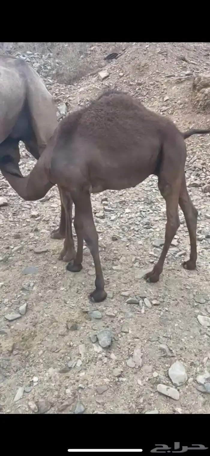 قعدان للبيع 0