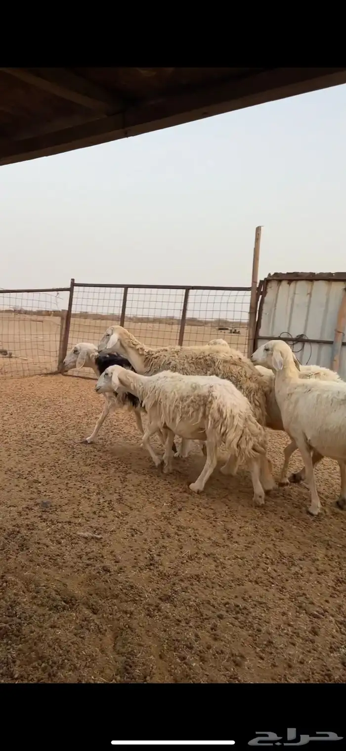 ضان طيبة 1