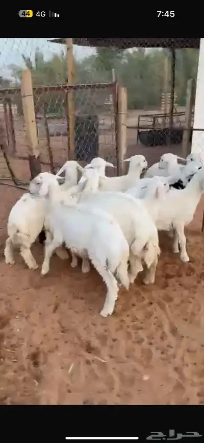 للبيع طليان حري العدد 9العمر من 3شهور الي 4شهور الموقع الخر 4