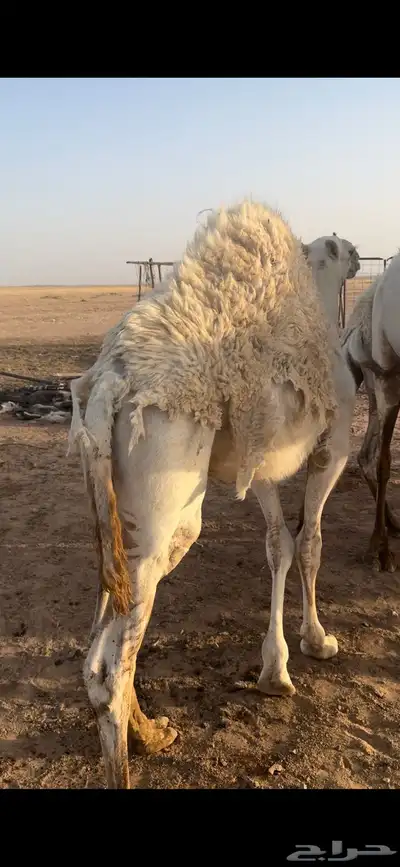 قعدان 2
