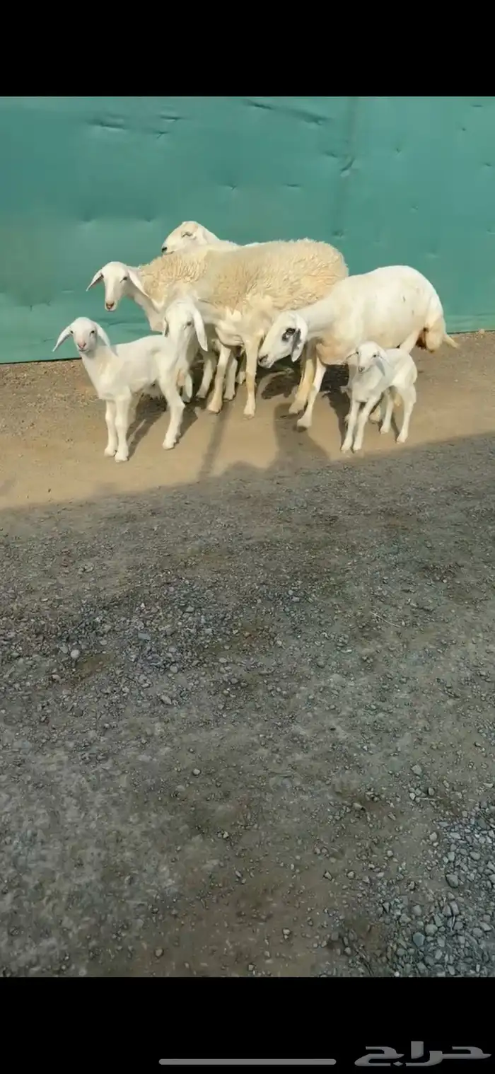 شياه حريات مواليد صنف الصنف تممم البيع 5