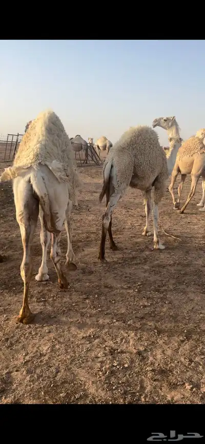 قعدان 0