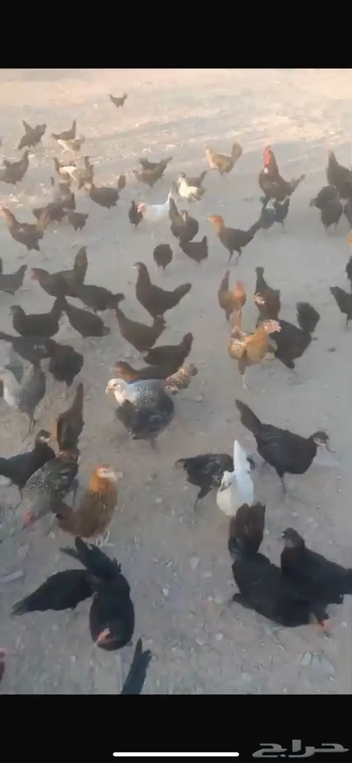 دجاج بلدي 2