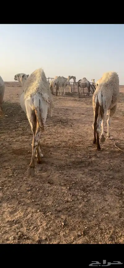 قعدان 5