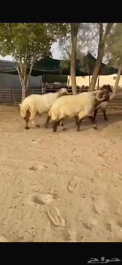 فحول نعيم صنف للبيع 6