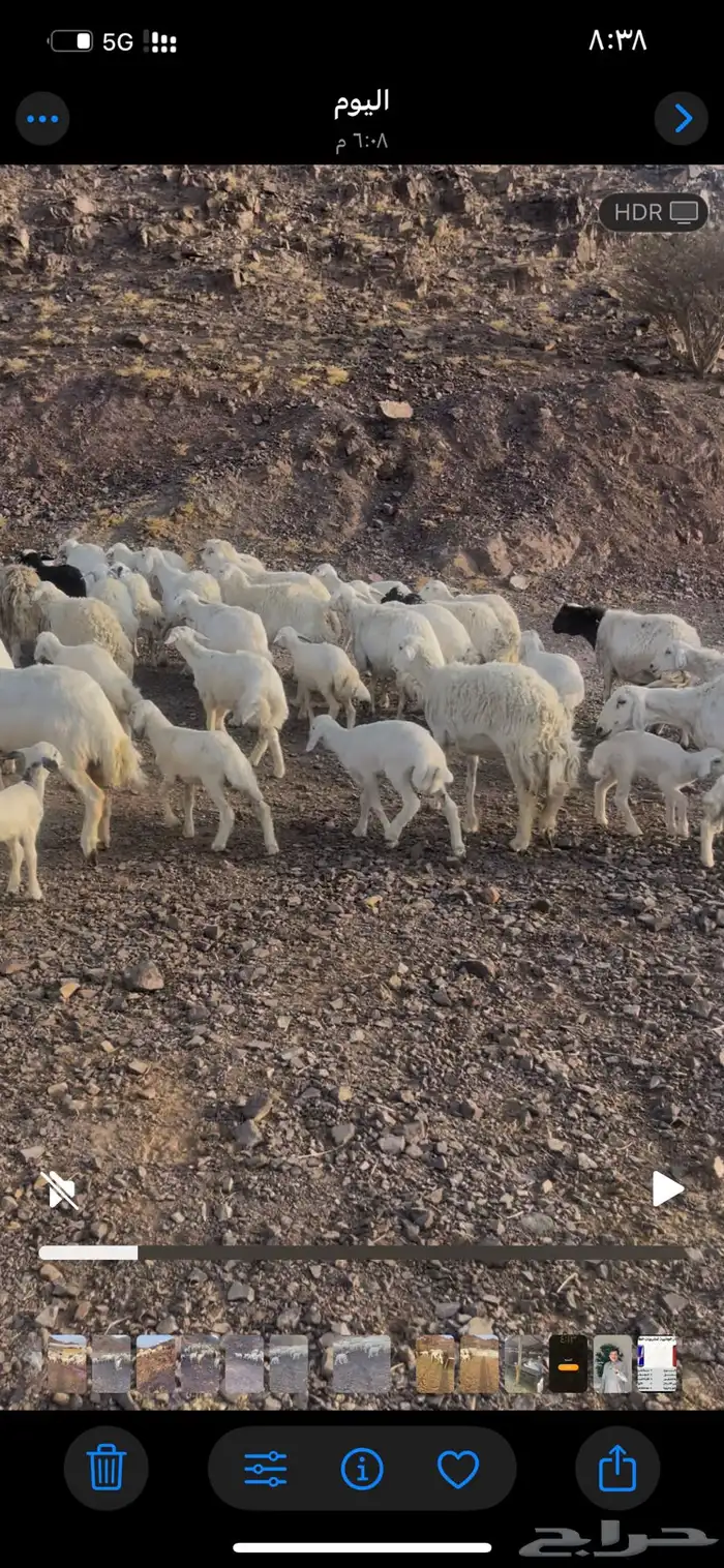 غنم مراح ولد طييبه   تمم البييع 3