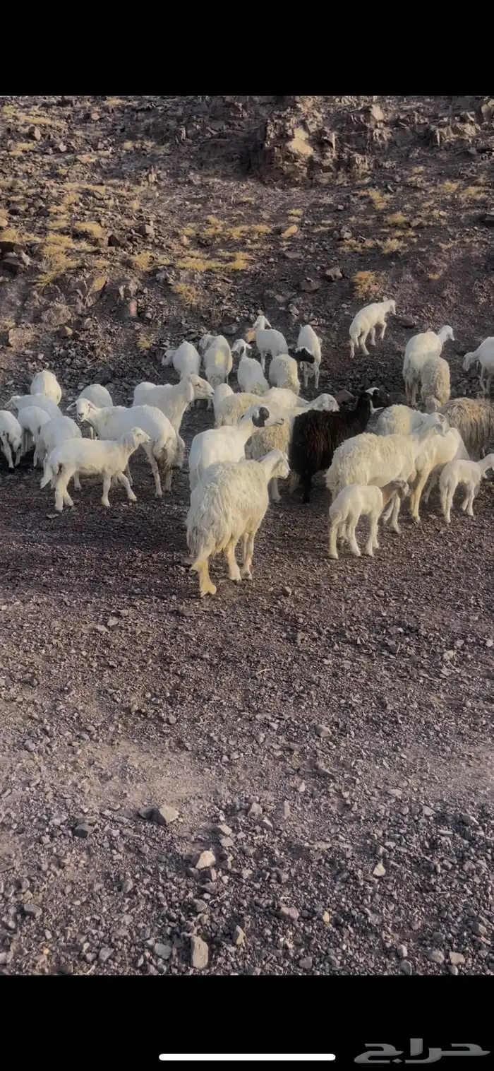 غنم مراح ولد طييبه   تمم البييع 5