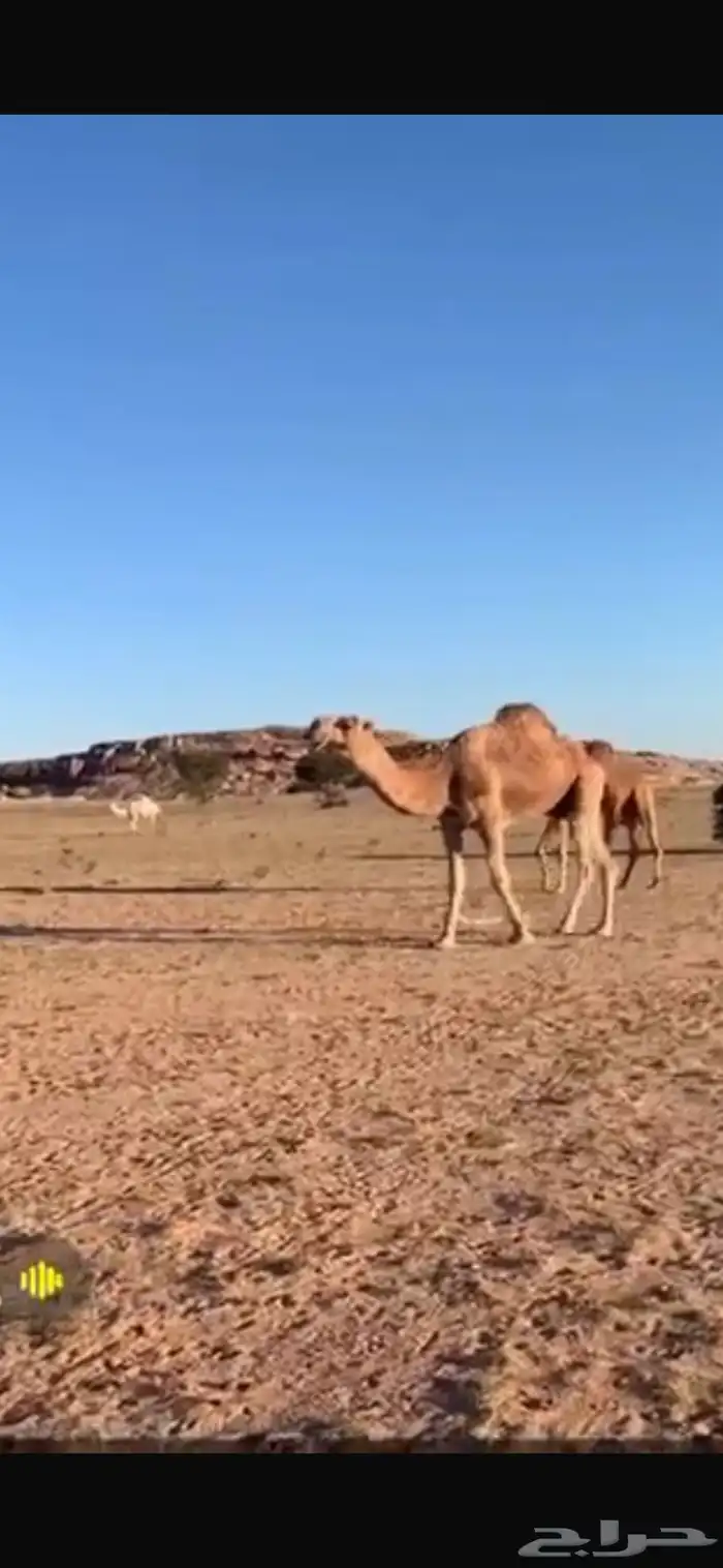 للبيع القعود الكفووو 0