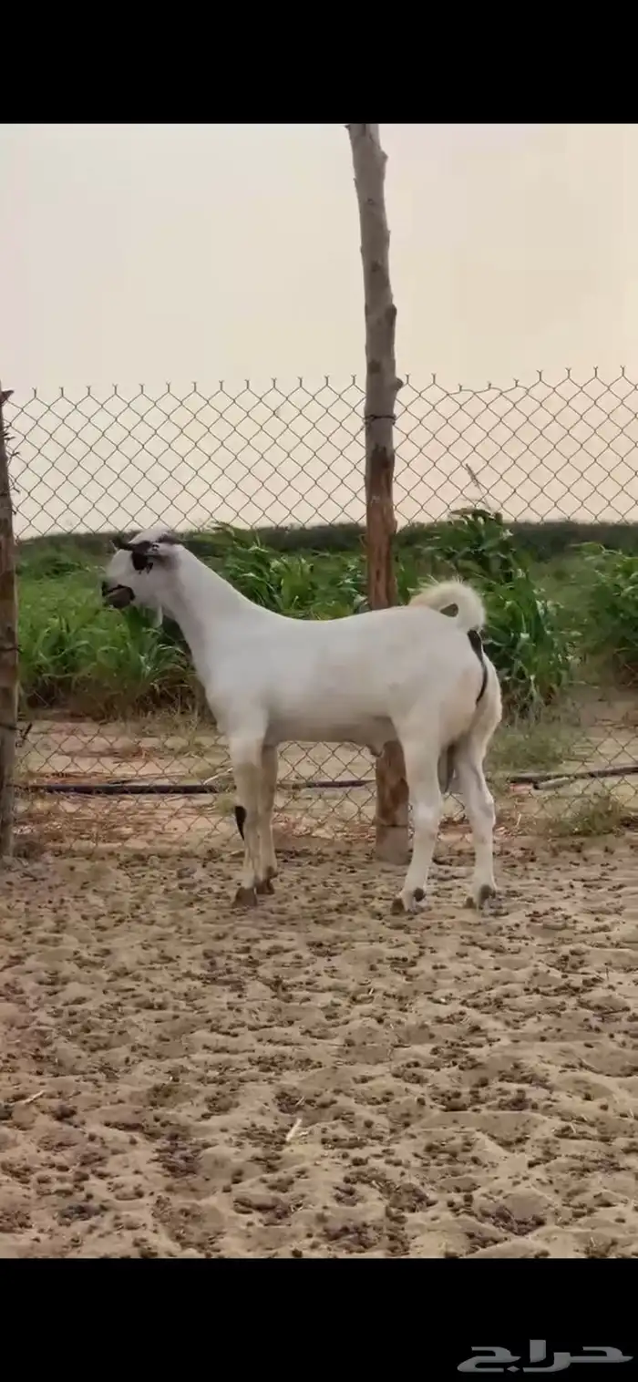 القوز 3