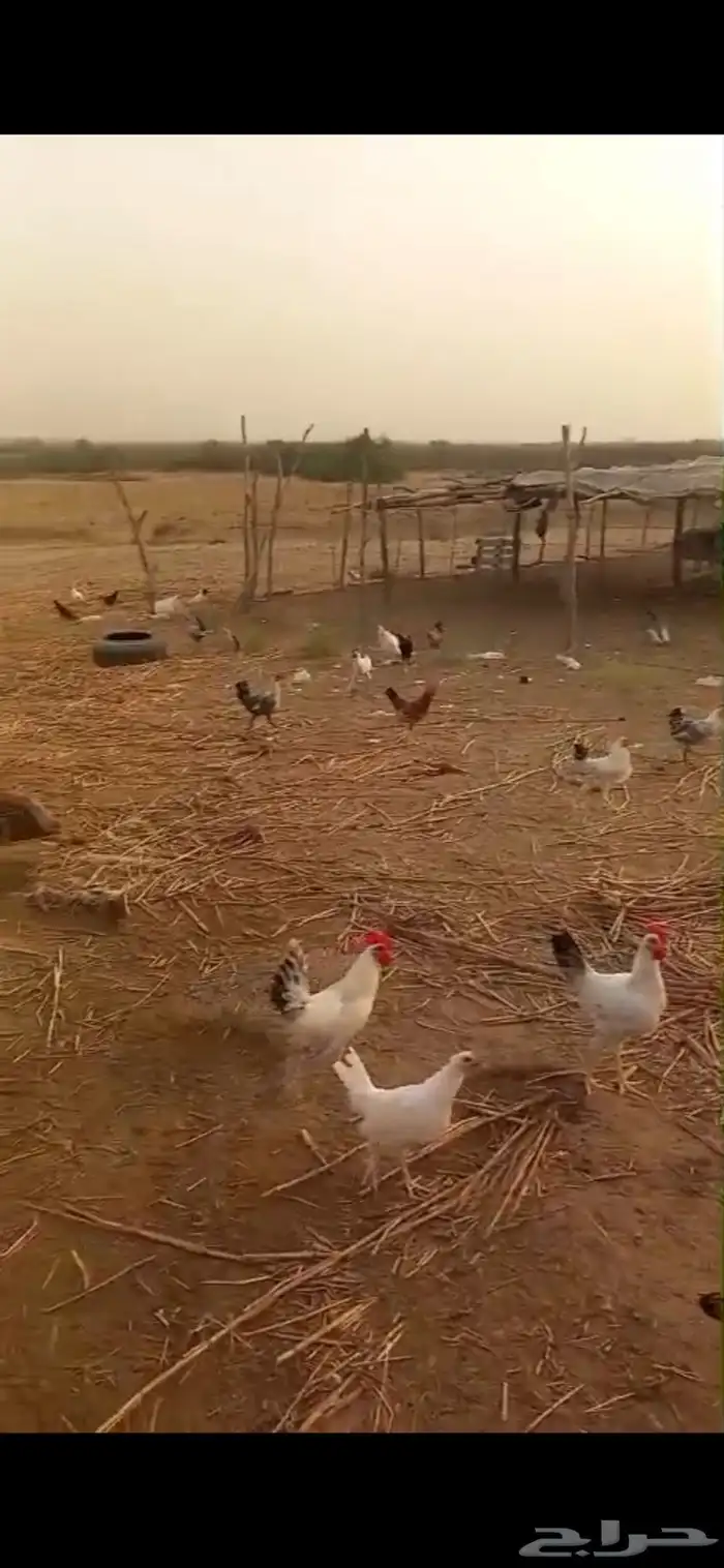 دجاج 0