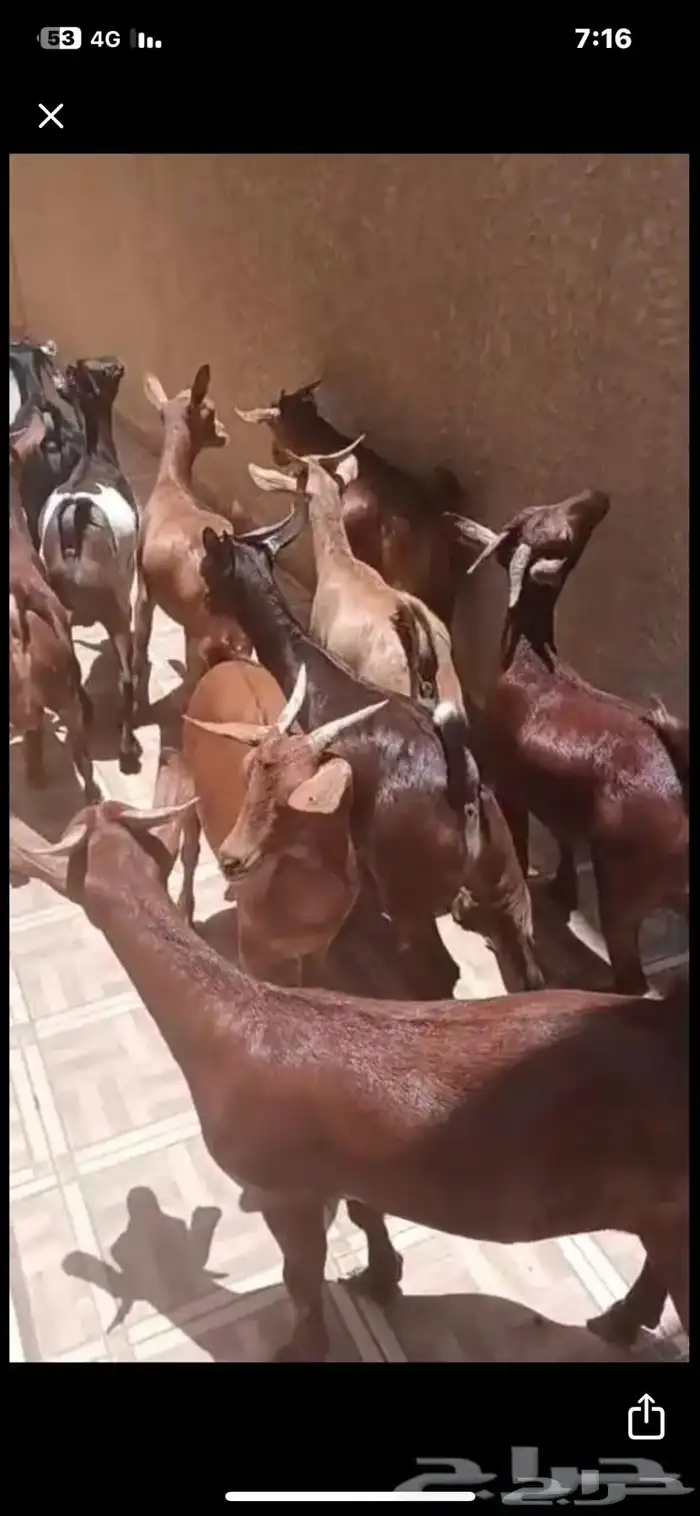 تيوس بلدية 3