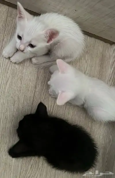 بيع قطط شيرازيه مع الام 4