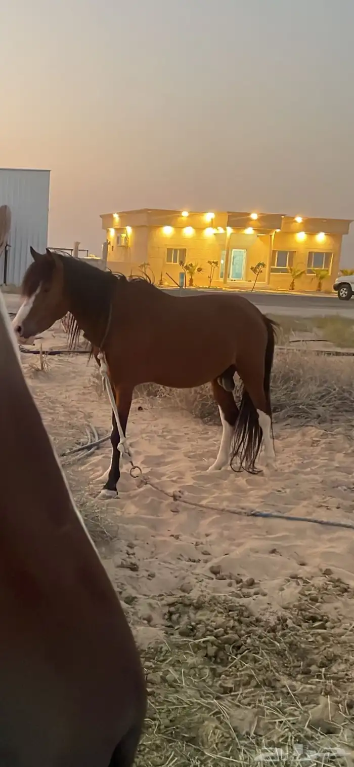 حصان بوني للبيع 0