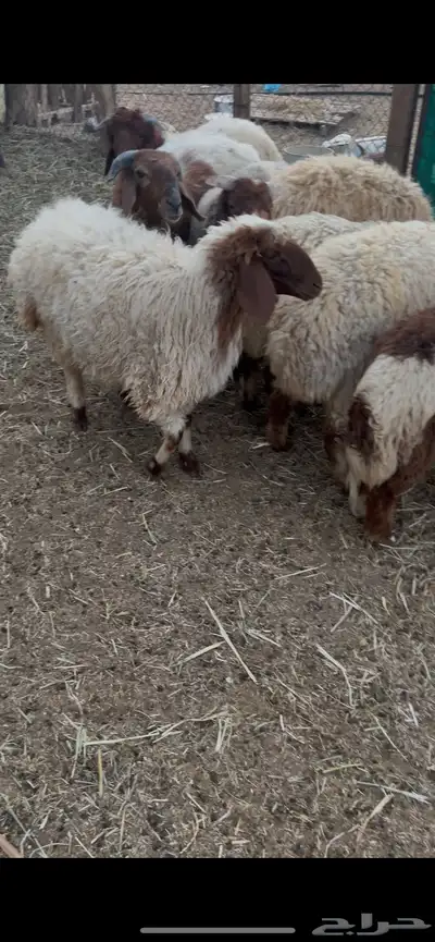 جذعات عدد خمس وطليان عدد ست 7