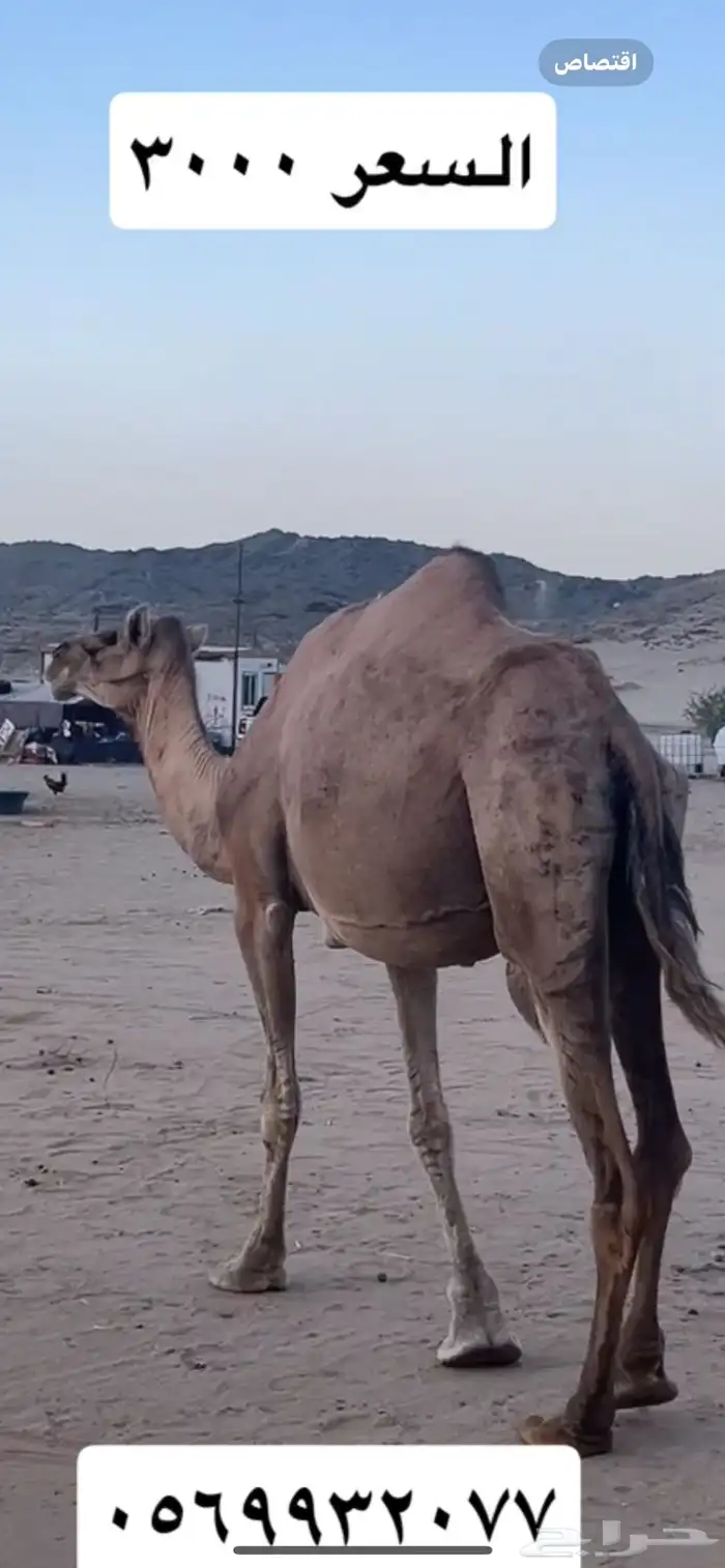 ناقه (( تم البيع )) 1
