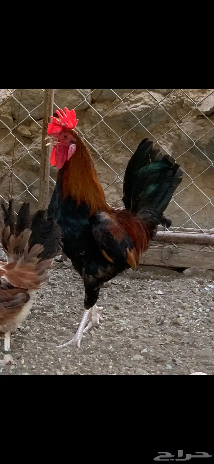ديك عربي 2