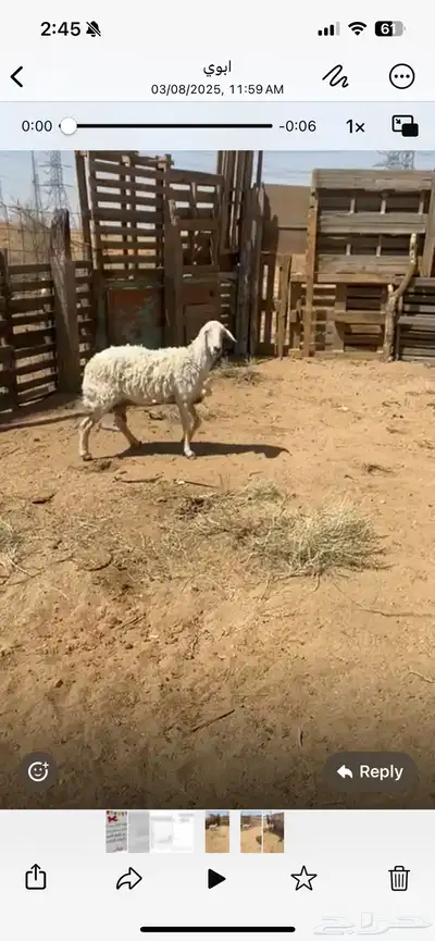 غنم حريات للبيع 0