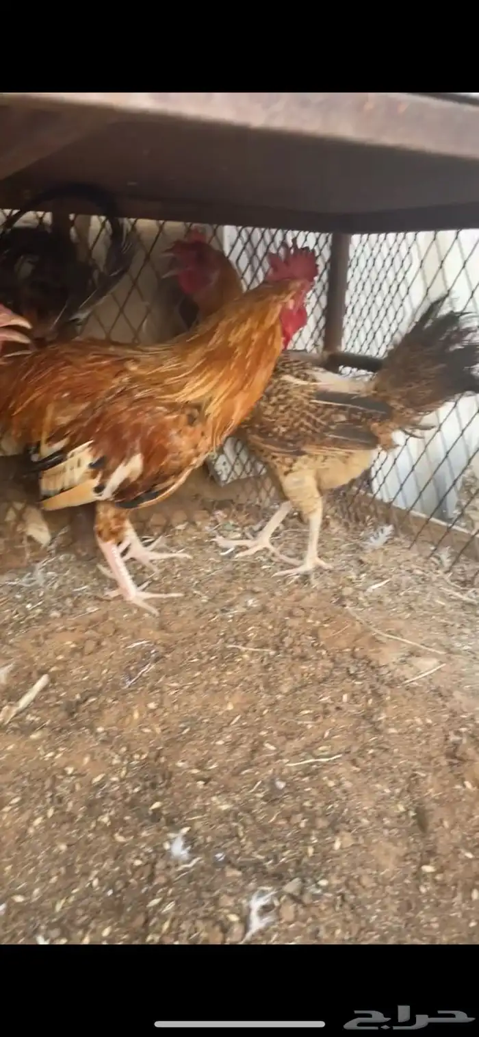 لبيع دجاتين وديك الصحه شرط 1