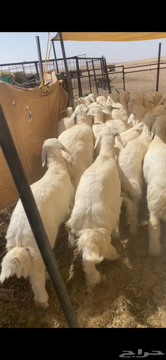 بهم حري شحم عدد65ورخال7العمر3شهورونص الى4شهور ونص موقع عفيف 12