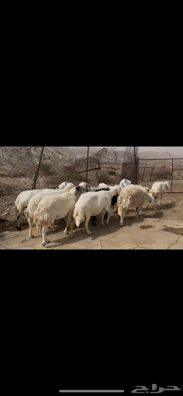 ضان مقاني كفو..تم البيع 0