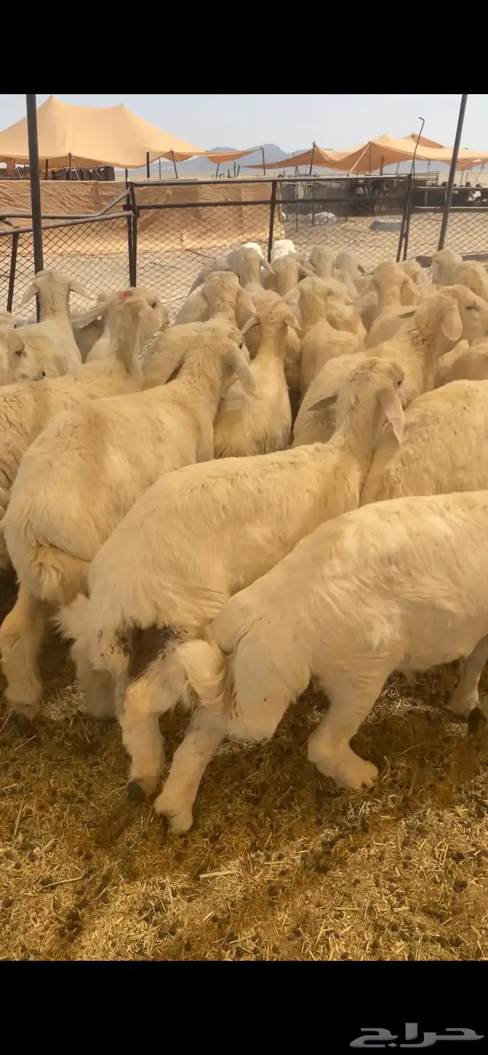 بهم حري شحم عدد65ورخال7العمر3شهورونص الى4شهور ونص موقع عفيف 7