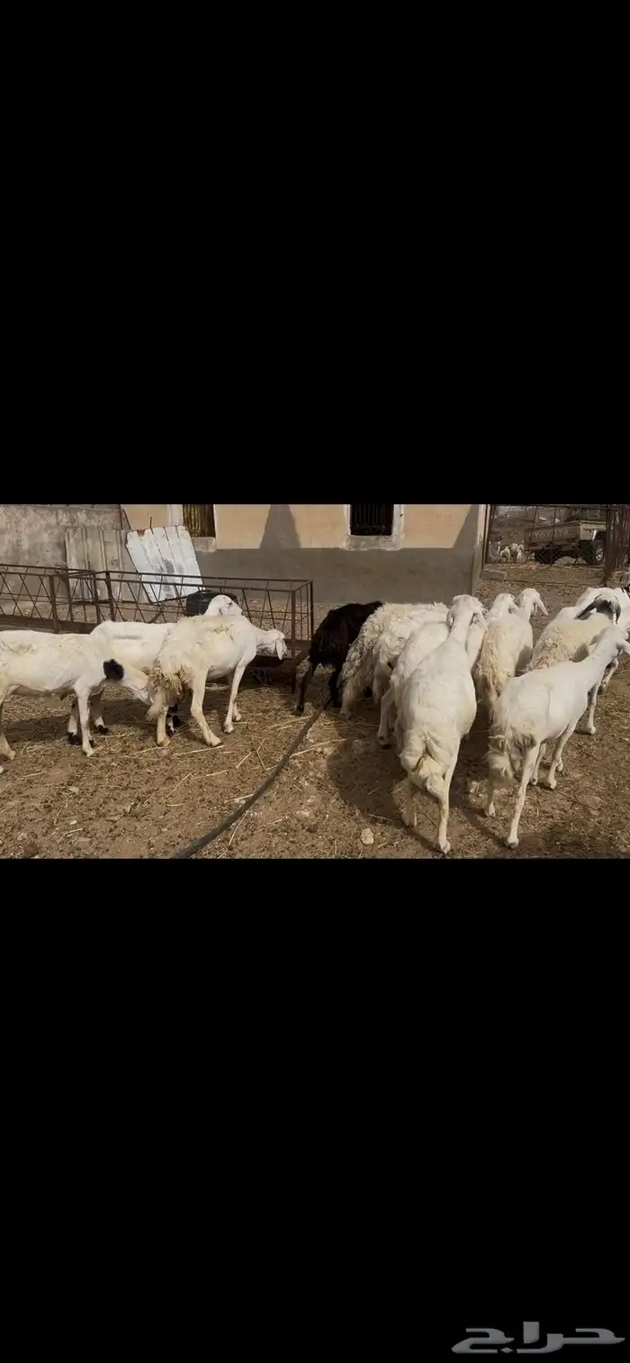 ضان مقاني كفو..تم البيع 8