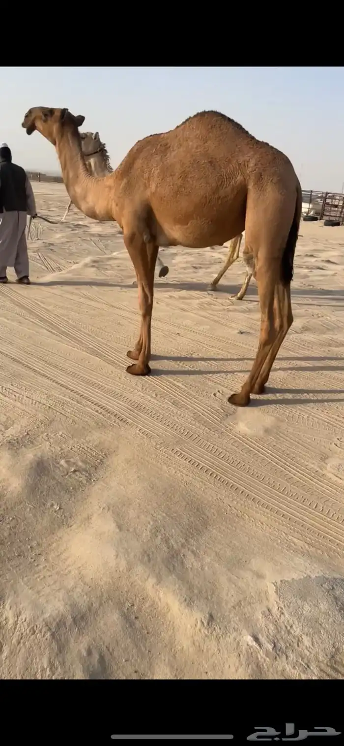 بكره عبدانيه 1