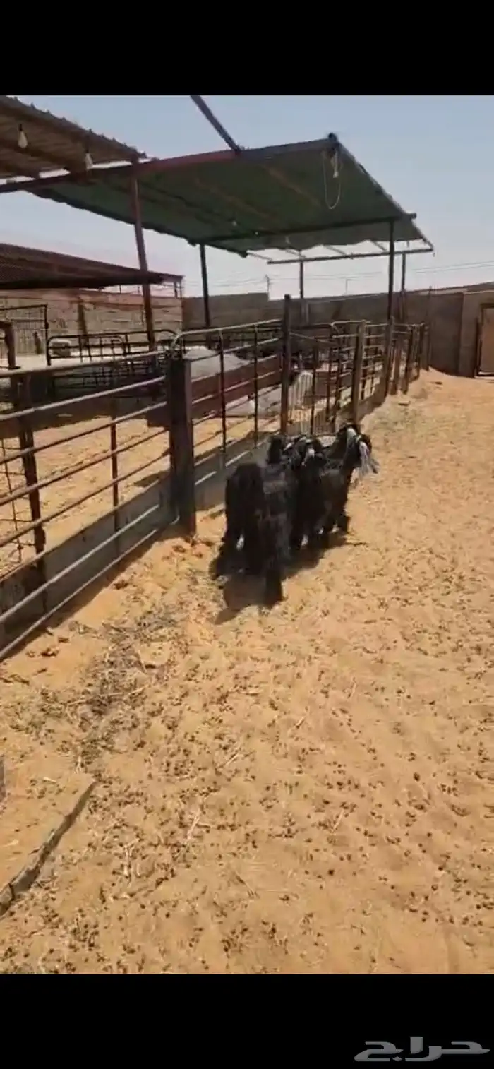 حفرات عوارض جذعات مقاني 4