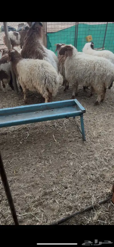 جذعات عدد خمس وطليان عدد ست 4