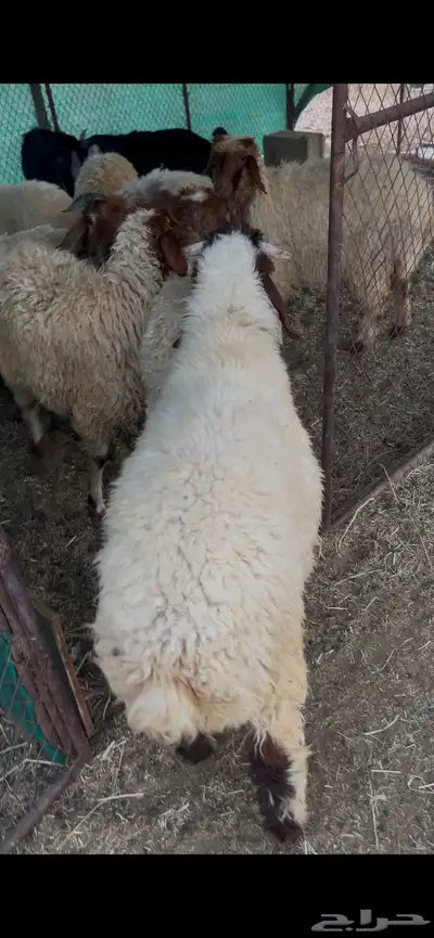 جذعات عدد خمس وطليان عدد ست 1