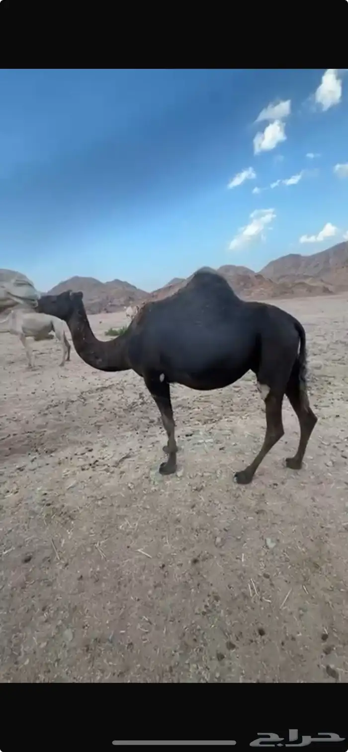 نياق مقاني (تم البيع) 8