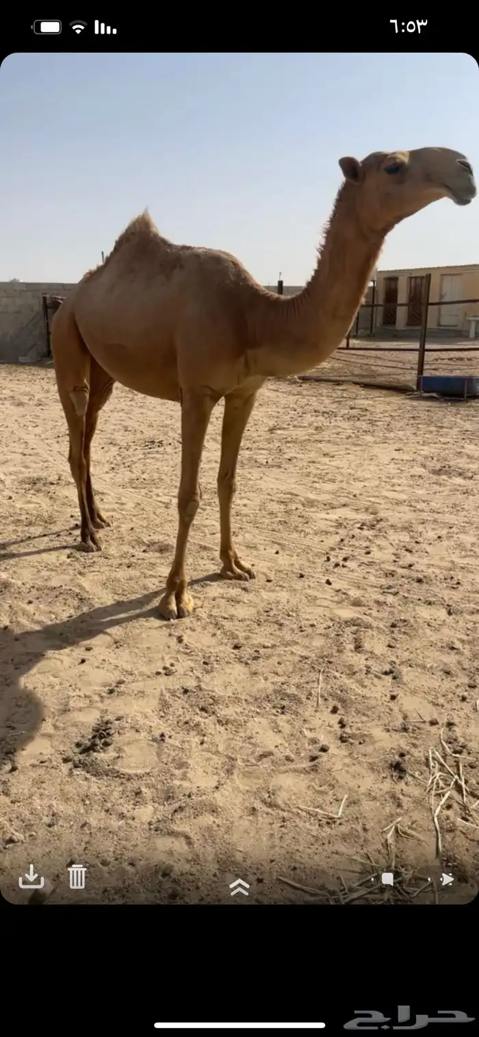 بكره كفووو 0