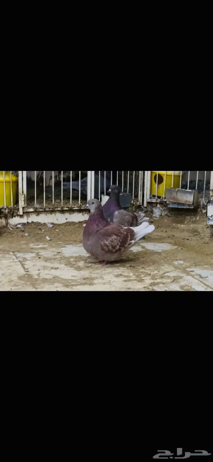 زوج فرش بطل 2