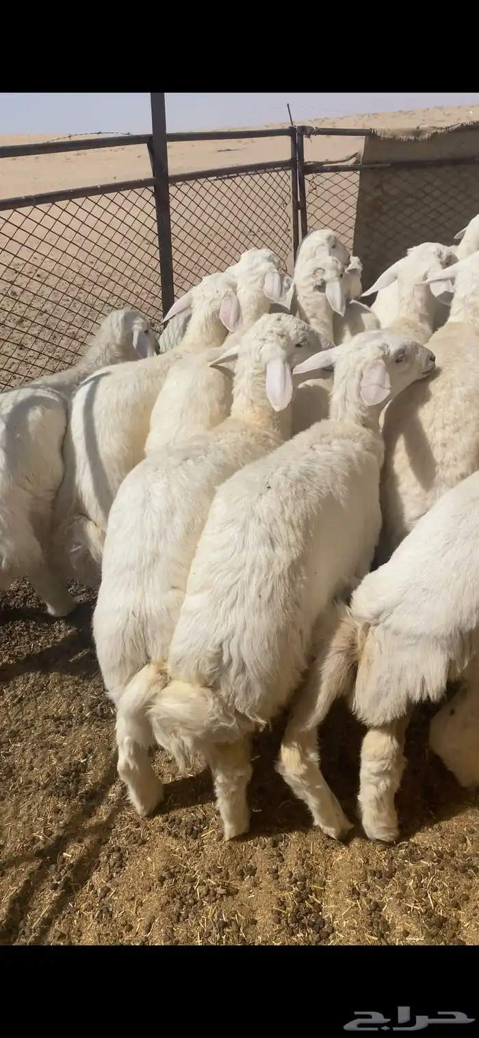 بهم حري شحم عدد65ورخال7العمر3شهورونص الى4شهور ونص موقع عفيف 1