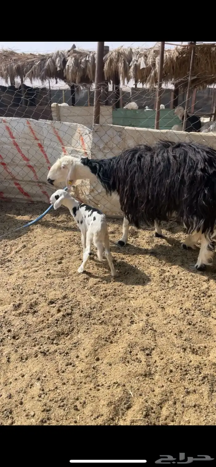 متبع نجديه رباع 3