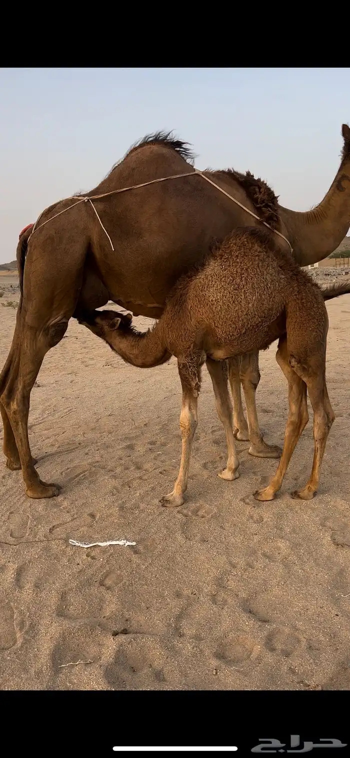 خلفه ساحلية منيحه كفو 1