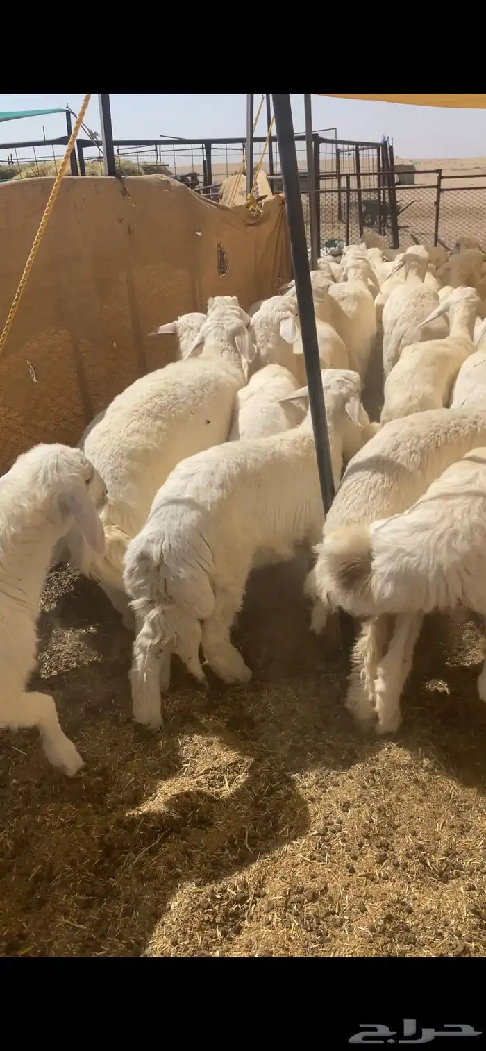 بهم حري شحم عدد65ورخال7العمر3شهورونص الى4شهور ونص موقع عفيف 11
