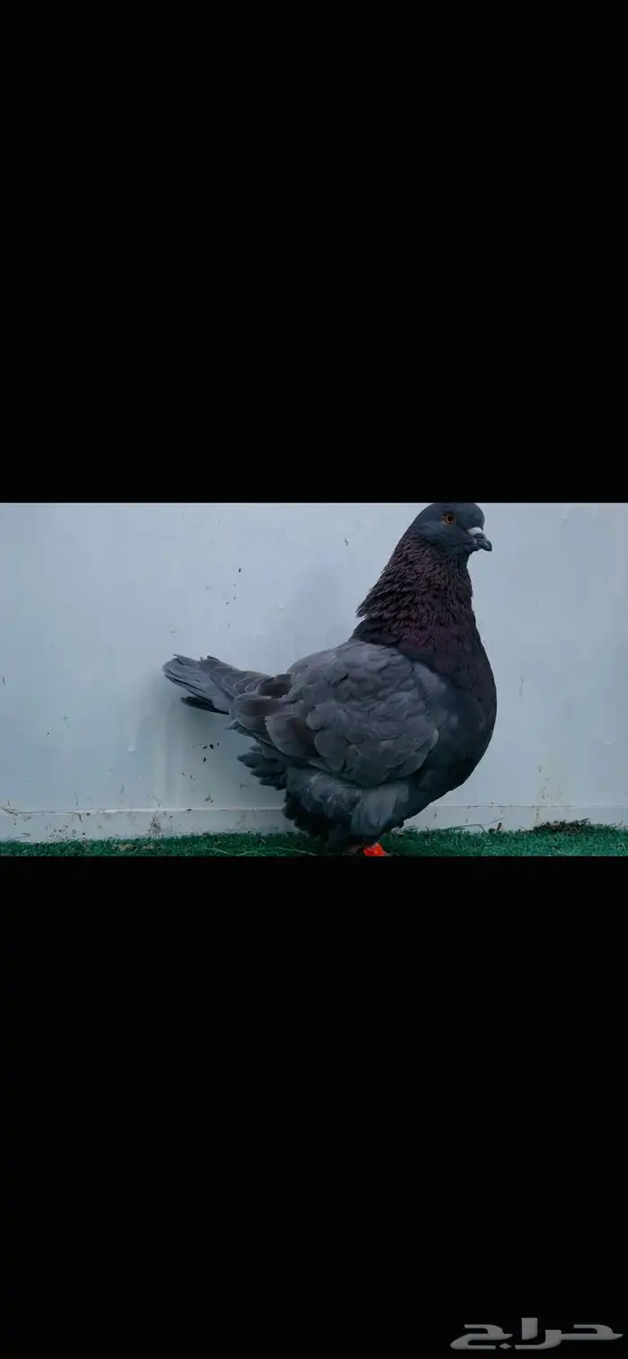 فحل فرش رديوس 4