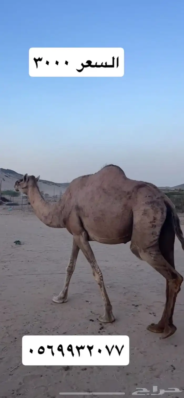ناقه (( تم البيع )) 0