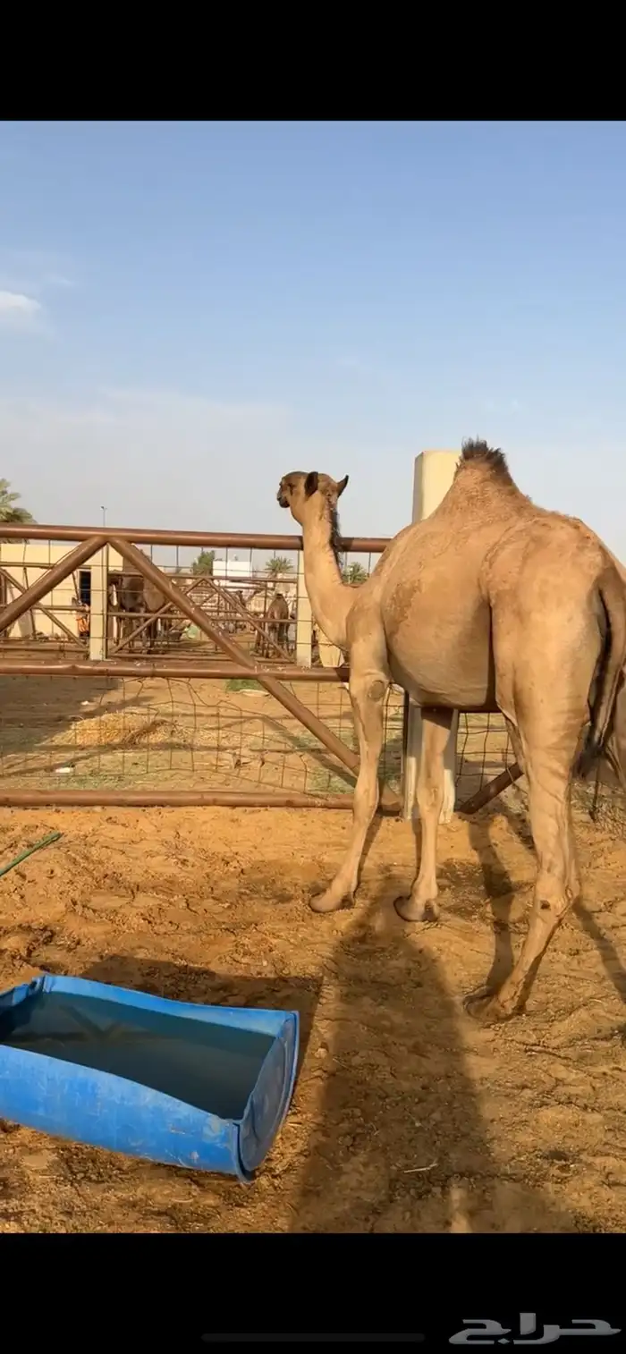 لقحه له حول 7شهور 1