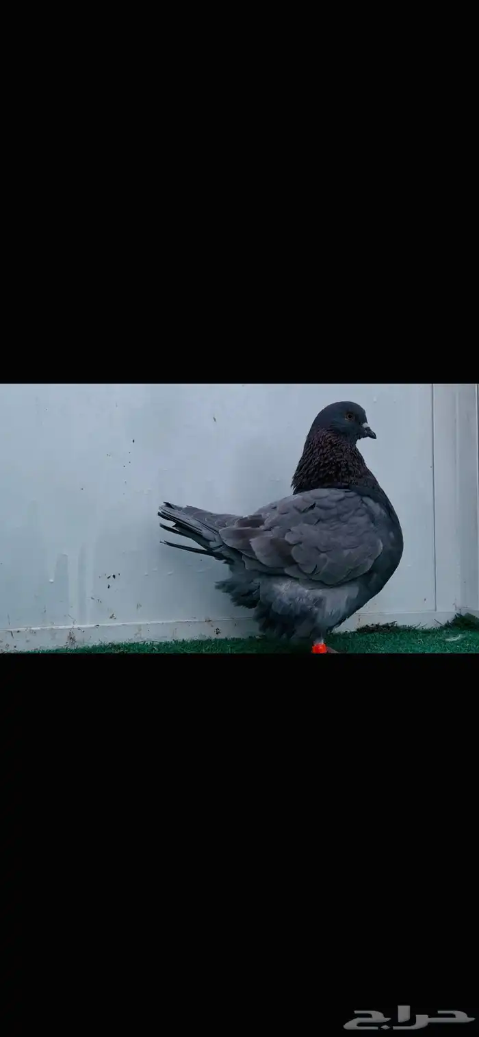 فحل فرش رديوس 5