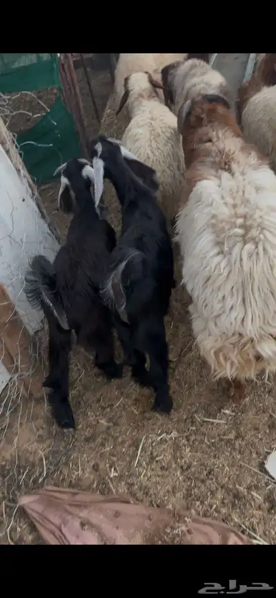جذعات عدد خمس وطليان عدد ست 8